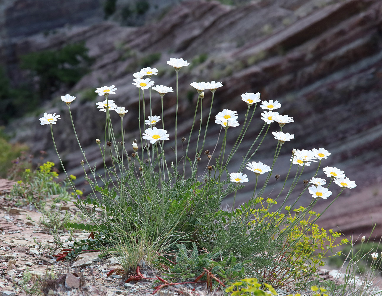 Изображение особи Anthemis fruticulosa.