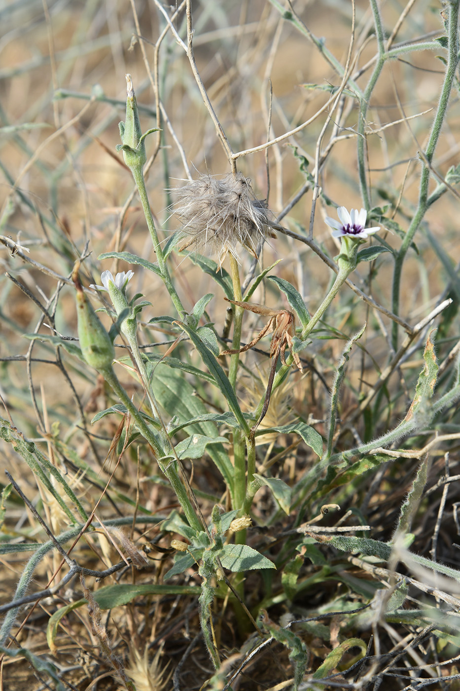 Изображение особи Epilasia mirabilis.