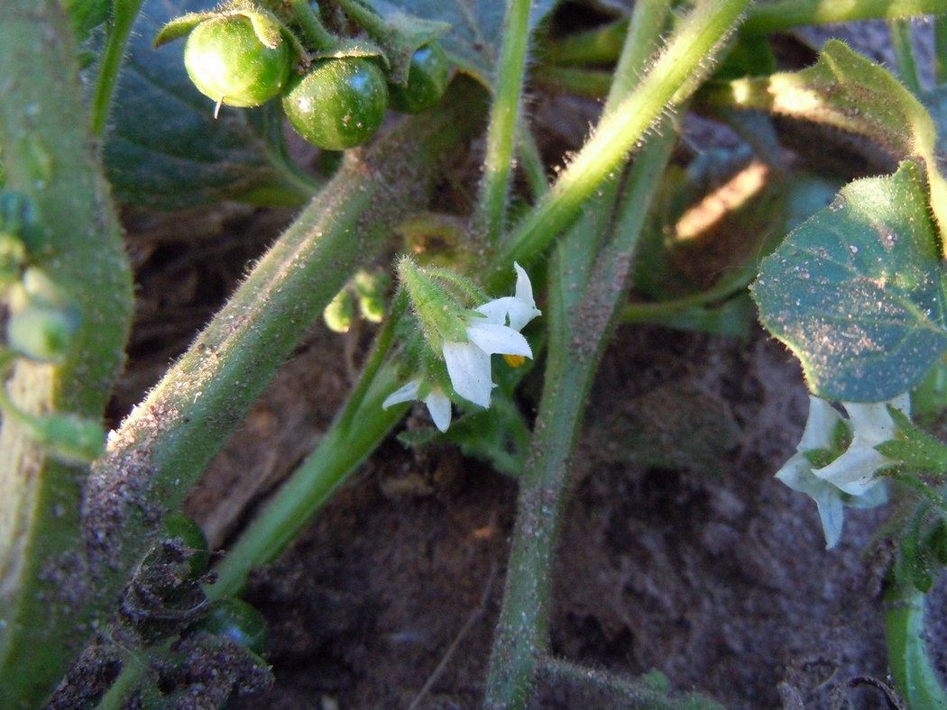 Изображение особи Solanum nitidibaccatum.