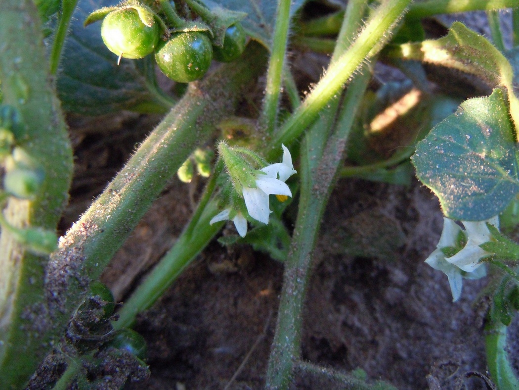 Изображение особи Solanum physalifolium.