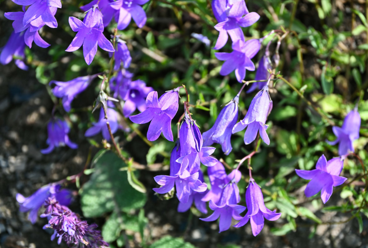 Изображение особи Campanula hohenackeri.