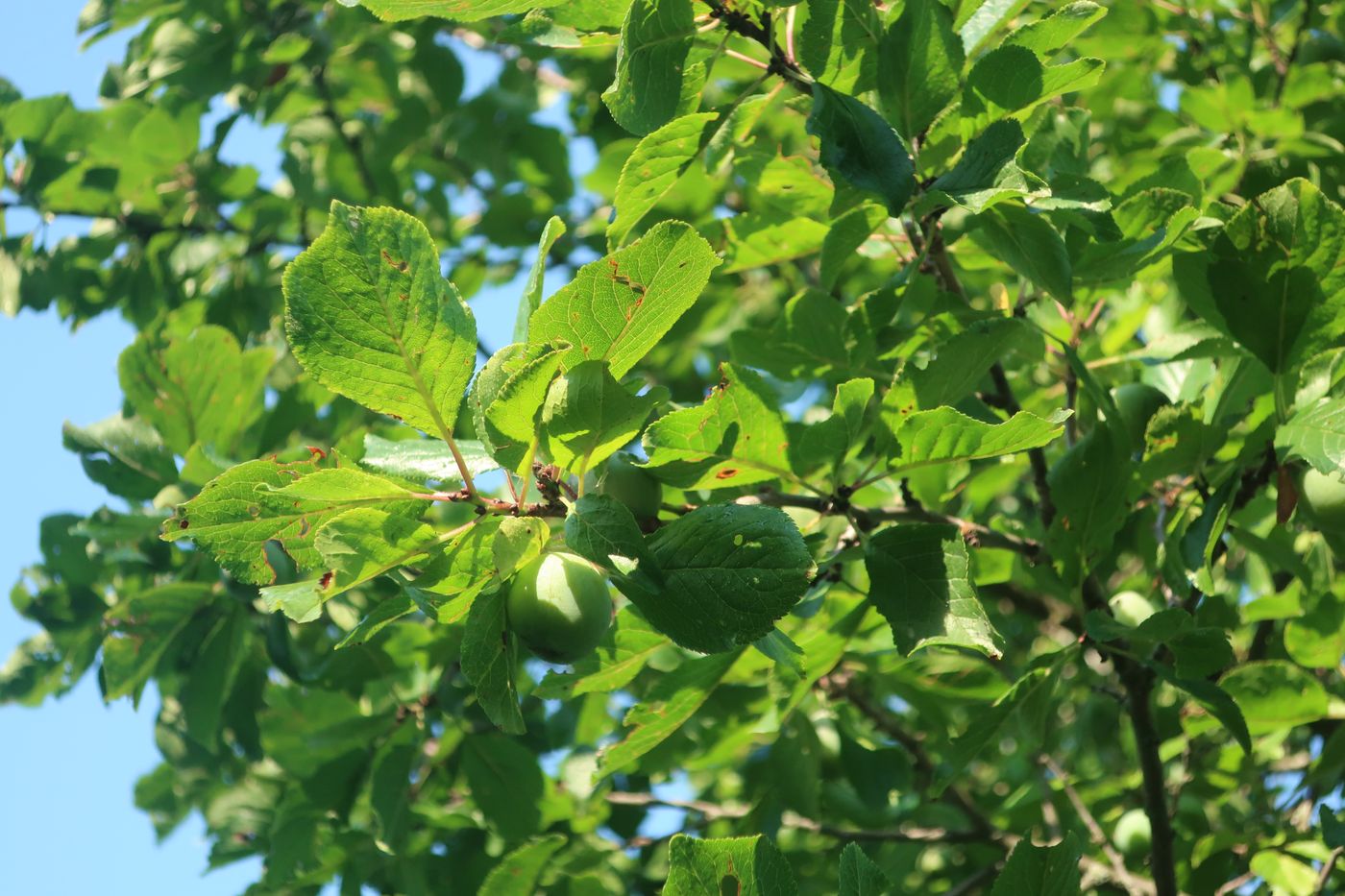 Изображение особи Prunus insititia.