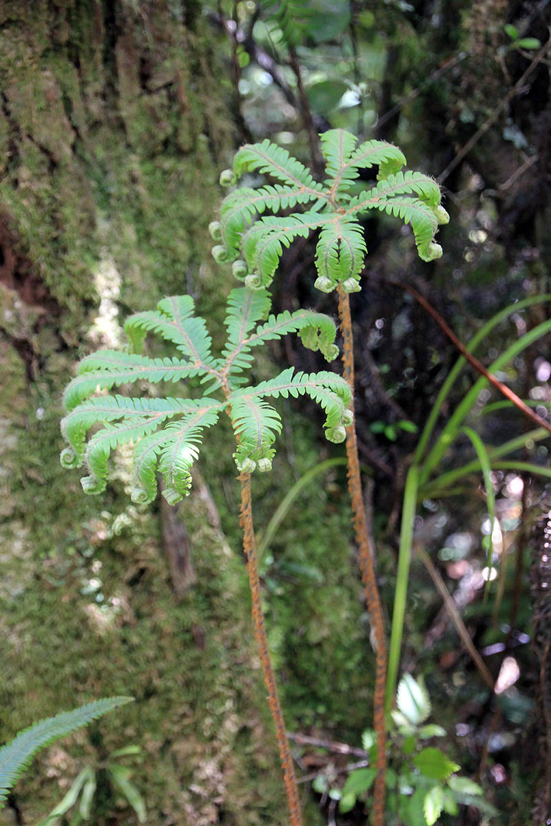 Image of familia Gleicheniaceae specimen.