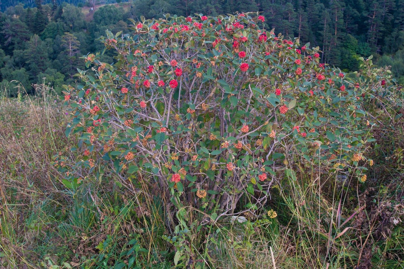 Изображение особи Viburnum lantana.