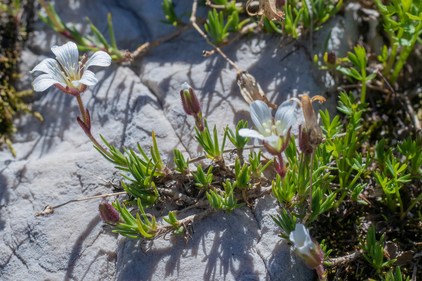 Image of Minuartia pseudoimbricata specimen.