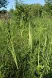 Gladiolus imbricatus