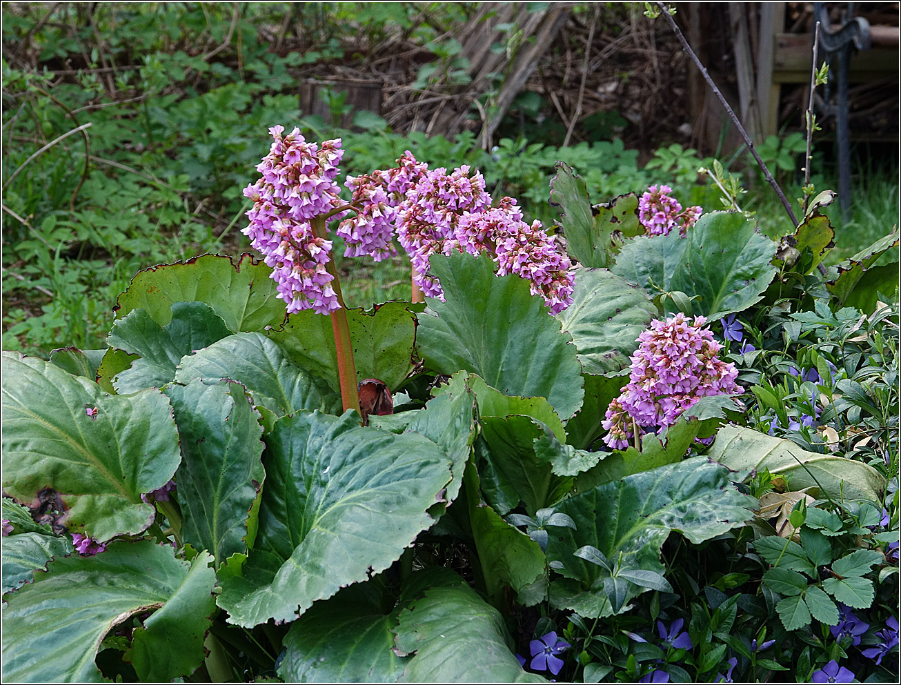 Image of Bergenia crassifolia specimen.