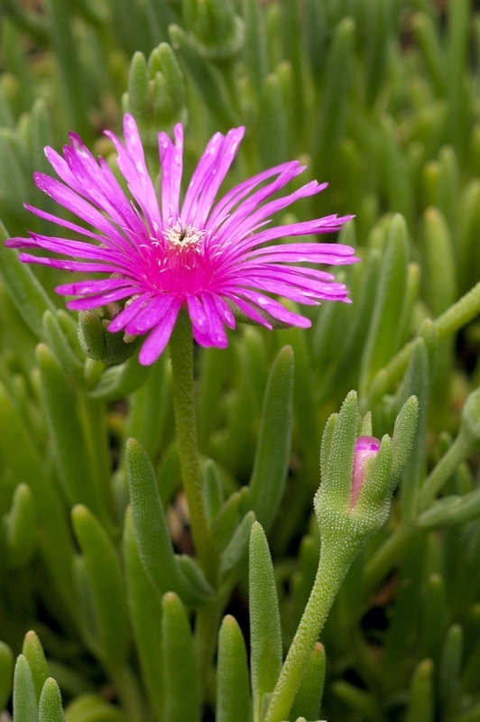 Изображение особи род Delosperma.