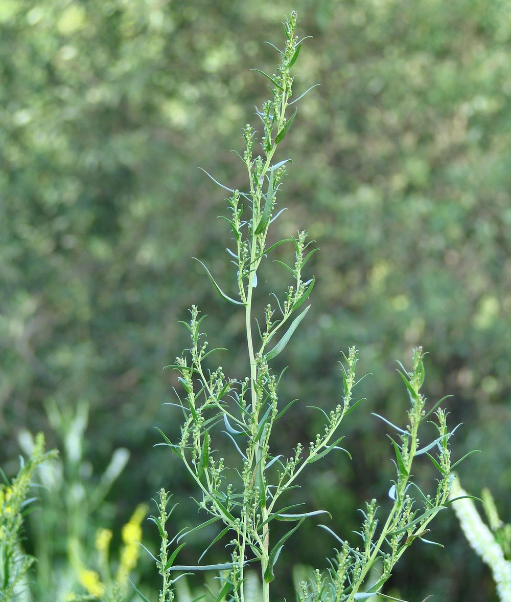 Image of Artemisia dracunculus specimen.