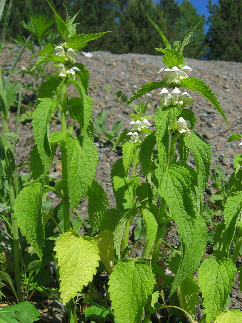 Image of Lamium album specimen.