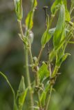 genus Tragopogon. Части побегов. Ростов-на-Дону, Ботанический сад, пойменный луг. 22.10.2022.