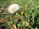 Sonchus asper