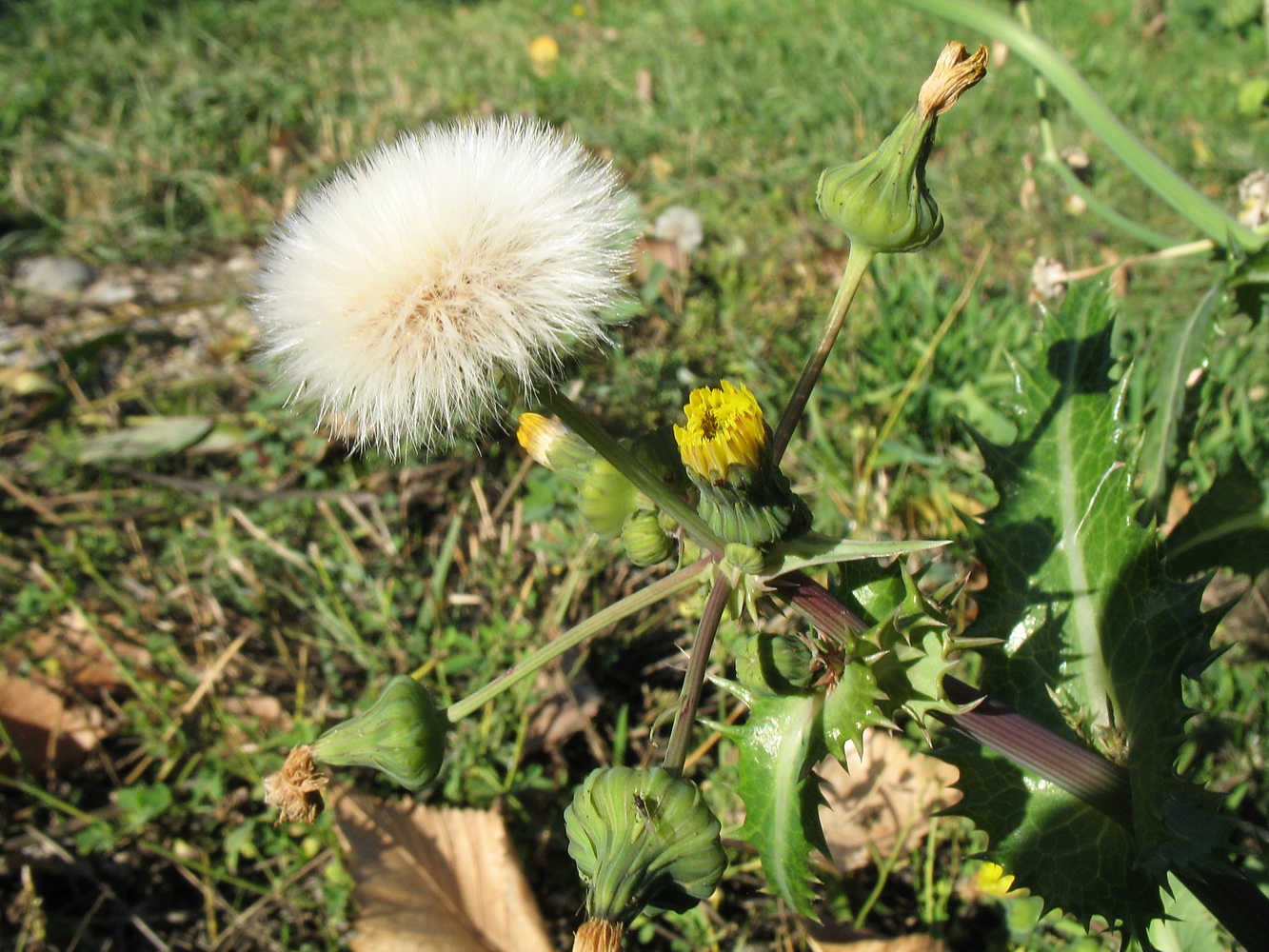 Image of Sonchus asper specimen.