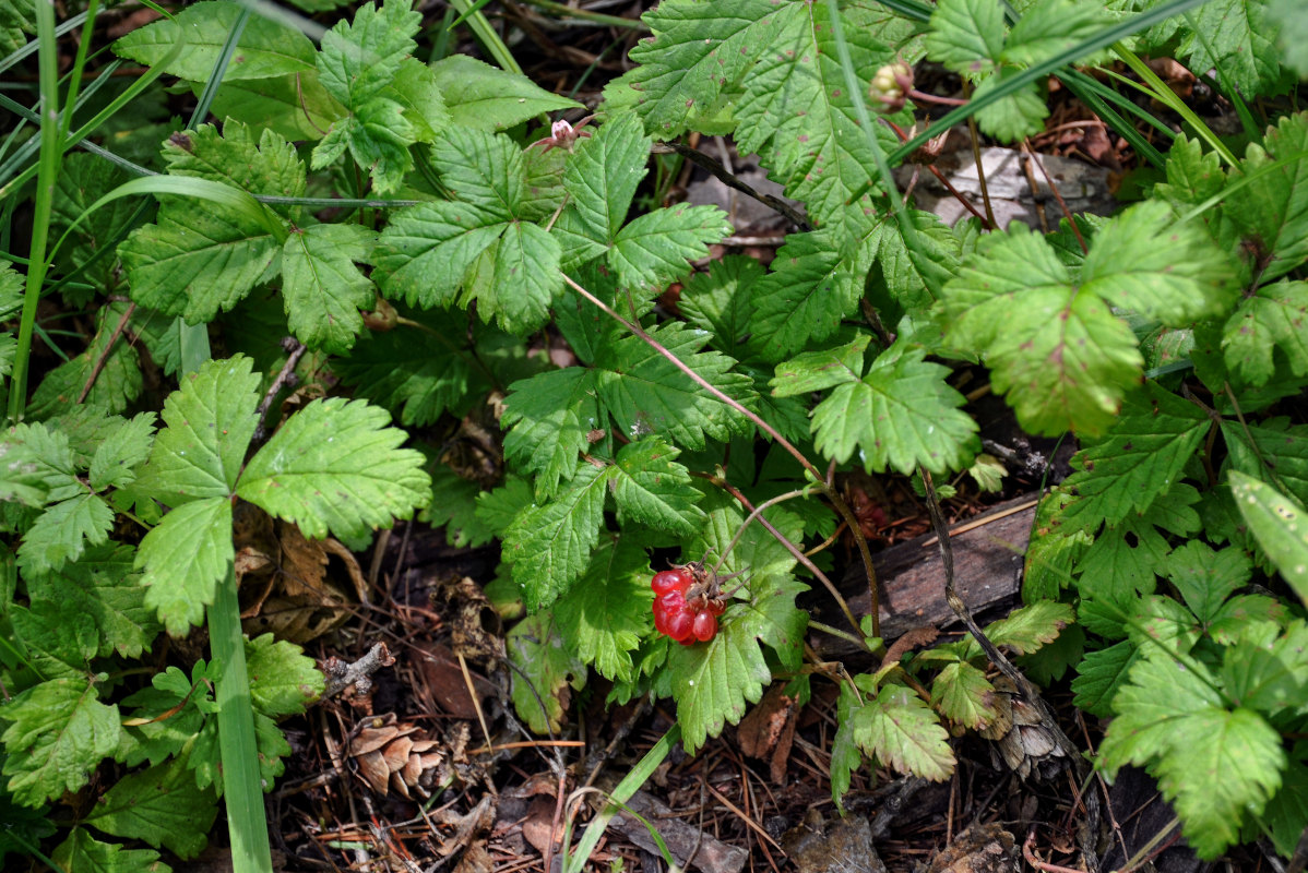 Изображение особи Rubus arcticus.