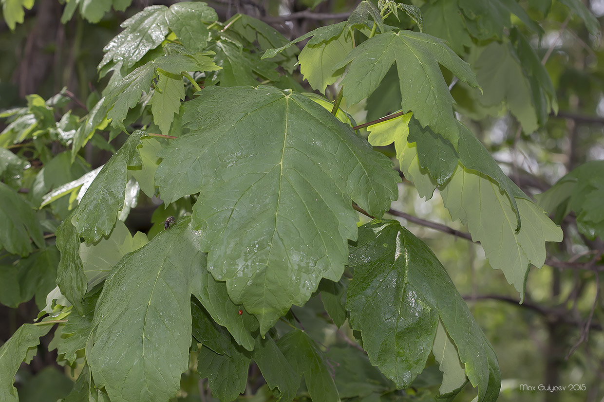 Изображение особи Acer pseudoplatanus.