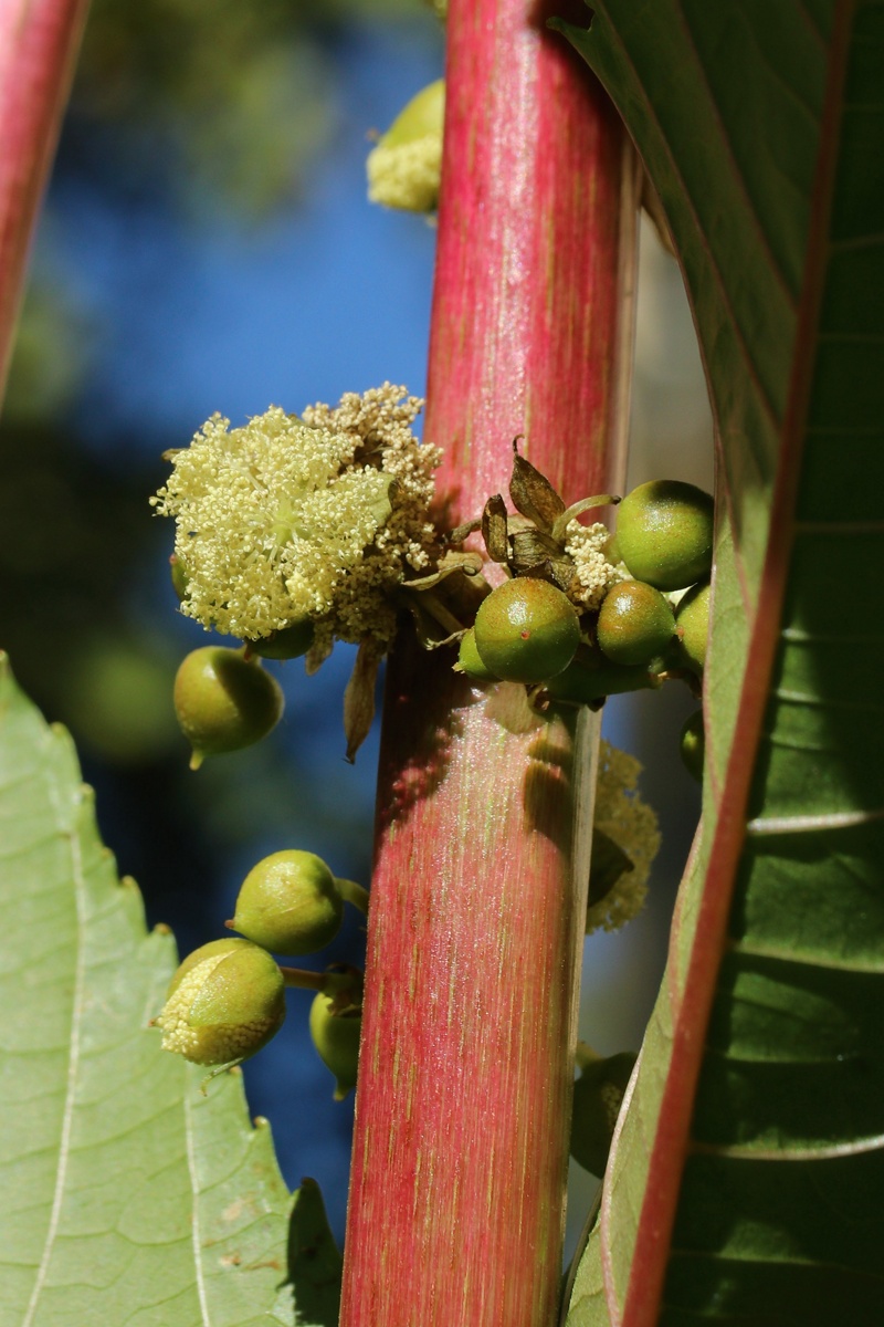 Изображение особи Ricinus communis.