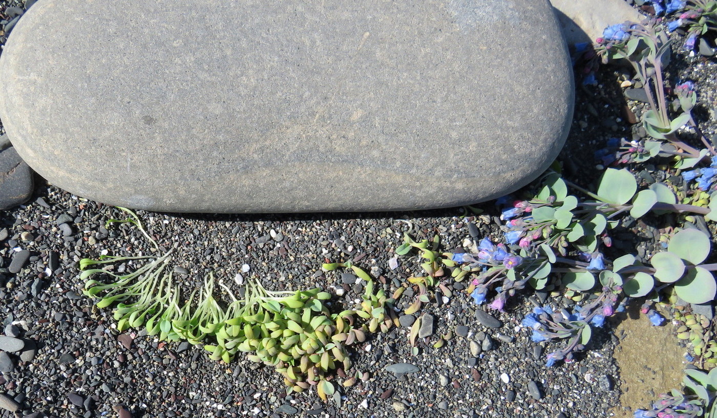 Image of Mertensia maritima specimen.