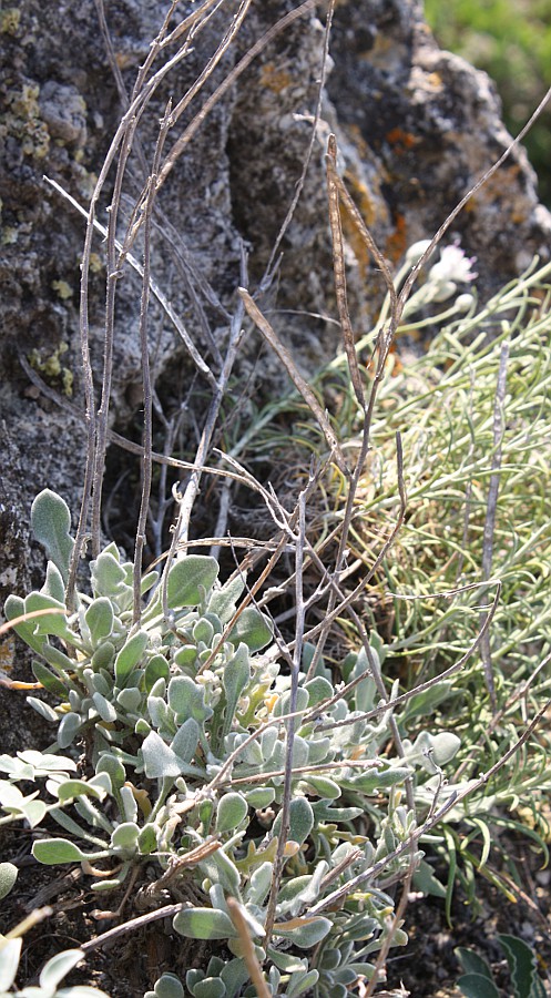 Image of Matthiola odoratissima specimen.