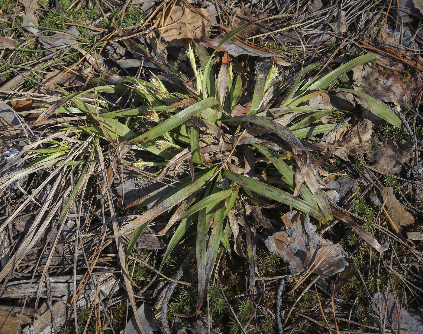 Image of Luzula pilosa specimen.