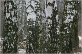Betula pendula. Нижние части стволов зимующих растений. Москва, Кузьминский лесопарк. 28.02.2008.
