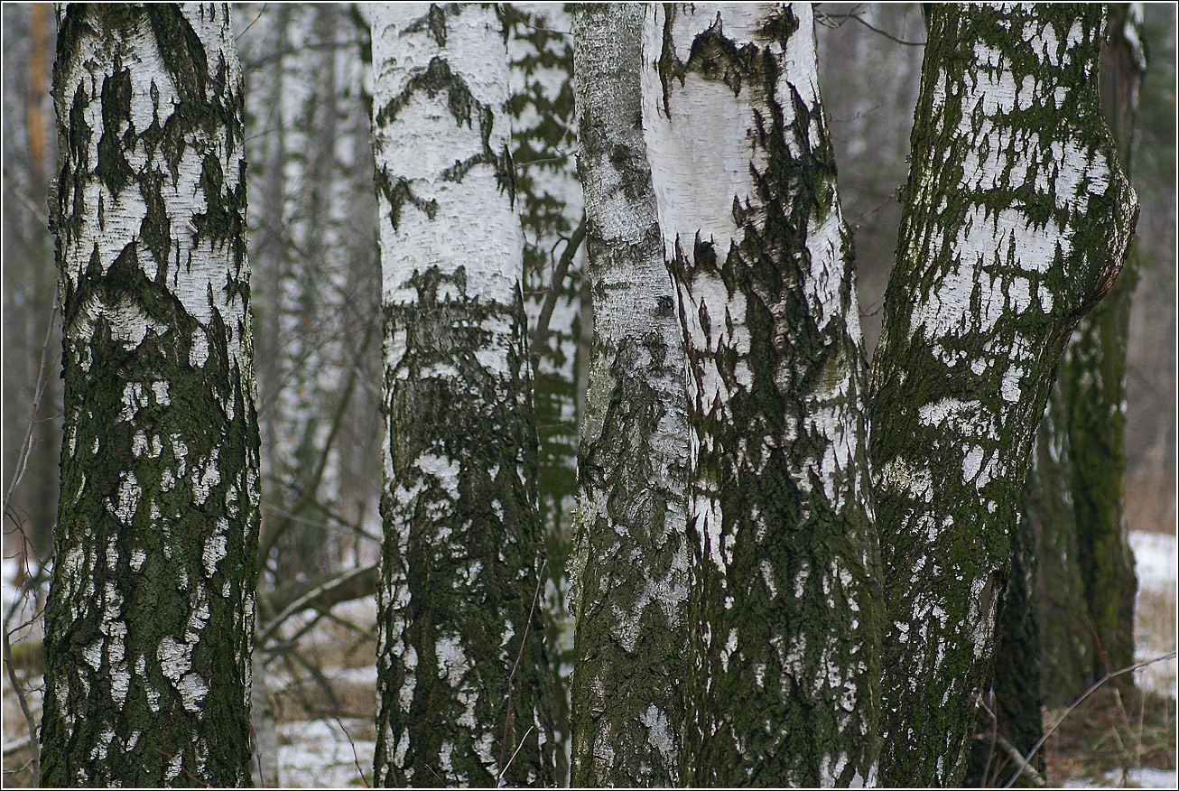 Image of Betula pendula specimen.