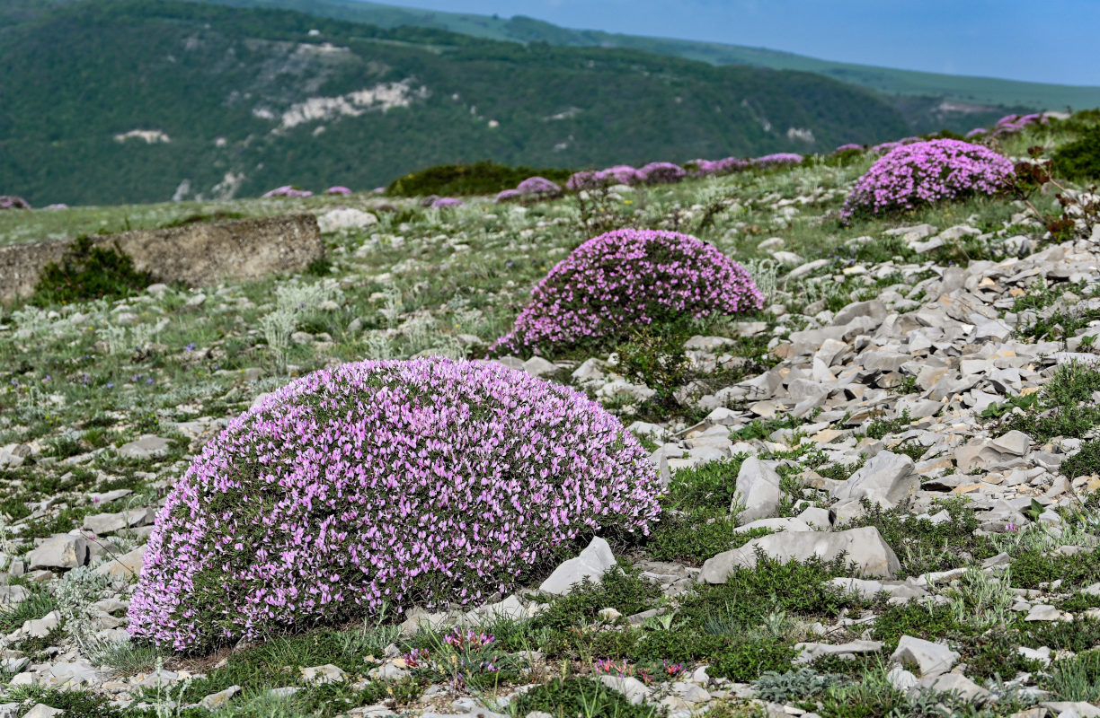 Изображение особи Onobrychis cornuta.