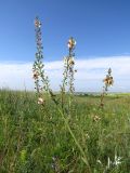 Verbascum × ignescens. Верхняя часть цветущего растения. Татарстан, Новошешминский р-н, окр. пос. Совхоз «Красный Октябрь», памятник природы \"Склоны Коржинского\", степь. 10.07.2022.