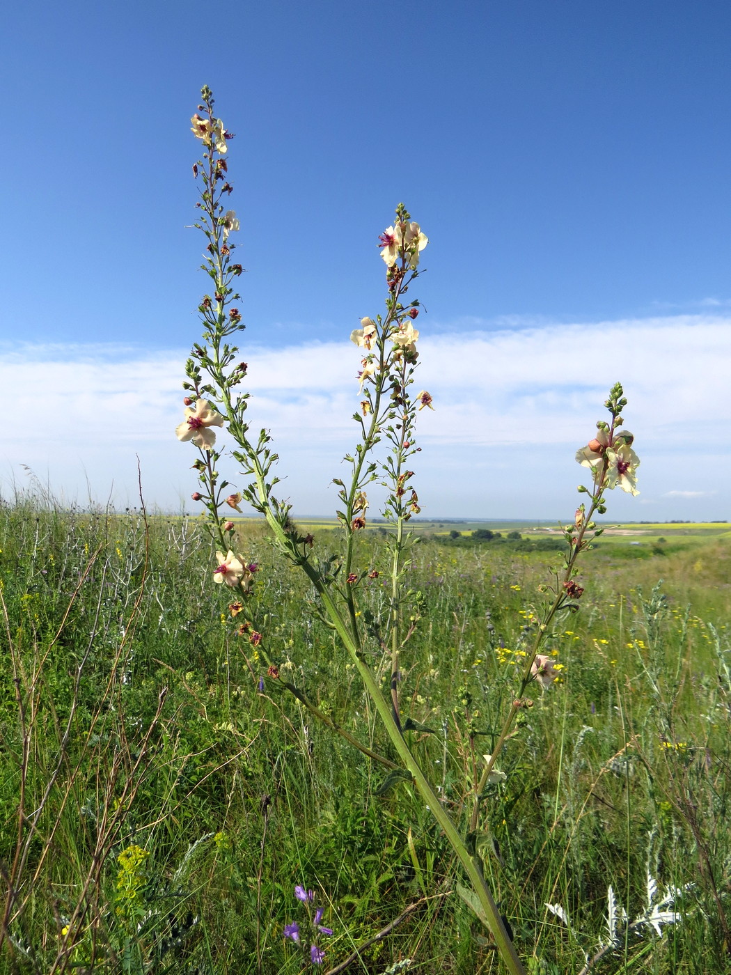 Image of Verbascum &times; ignescens specimen.