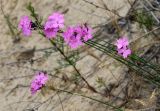 Dianthus polymorphus. Верхушки побегов с соцветиями. Краснодарский край, м/о Анапа, пос. Витязево, ул. Скифская, зарастающая низина у подножия дюны. 16.06.2021.