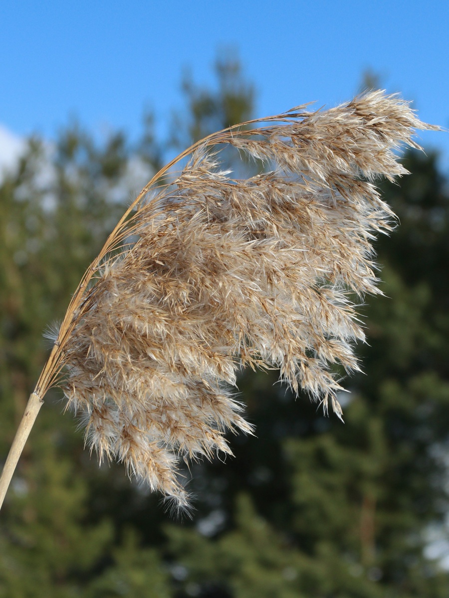 Image of Phragmites australis specimen.