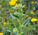 Hylotelephium pallescens. Верхушка растения с развивающимися соцветиями. Приморский край, Уссурийский гор. округ, окр. с. Монакино, разнотравный луг на небольшой сопке. 15.08.2016.