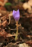 Crocus speciosus. Цветок. Краснодарский край, Абинский р-н, гора Шизе, горный широколиственный лес. 18 октября 2020 г.