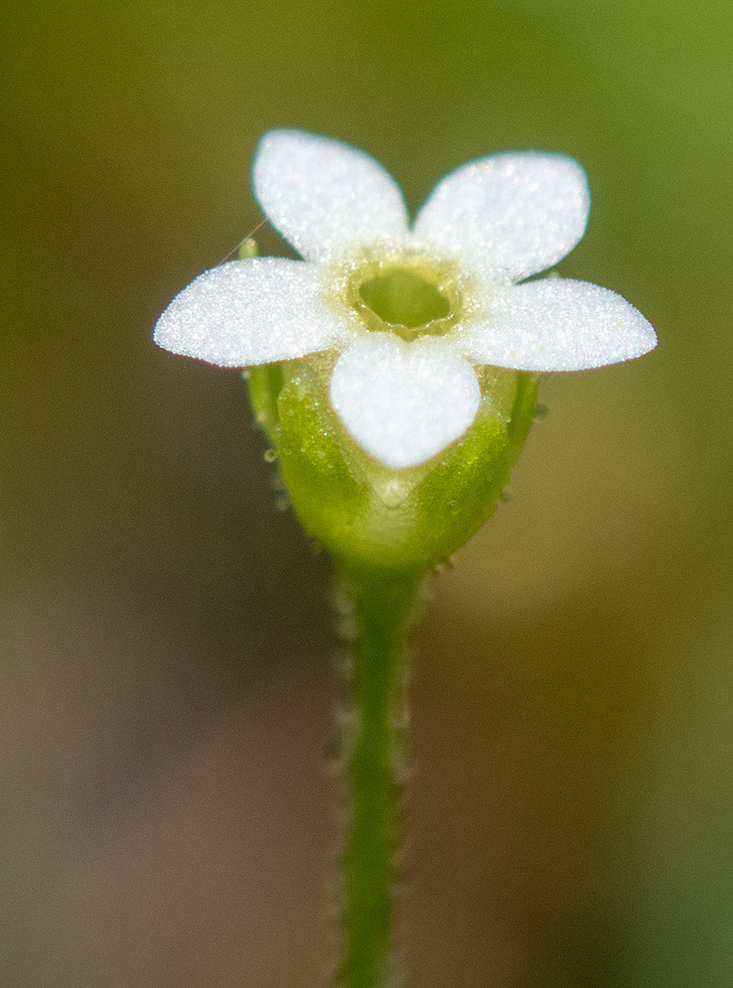 Изображение особи Androsace filiformis.