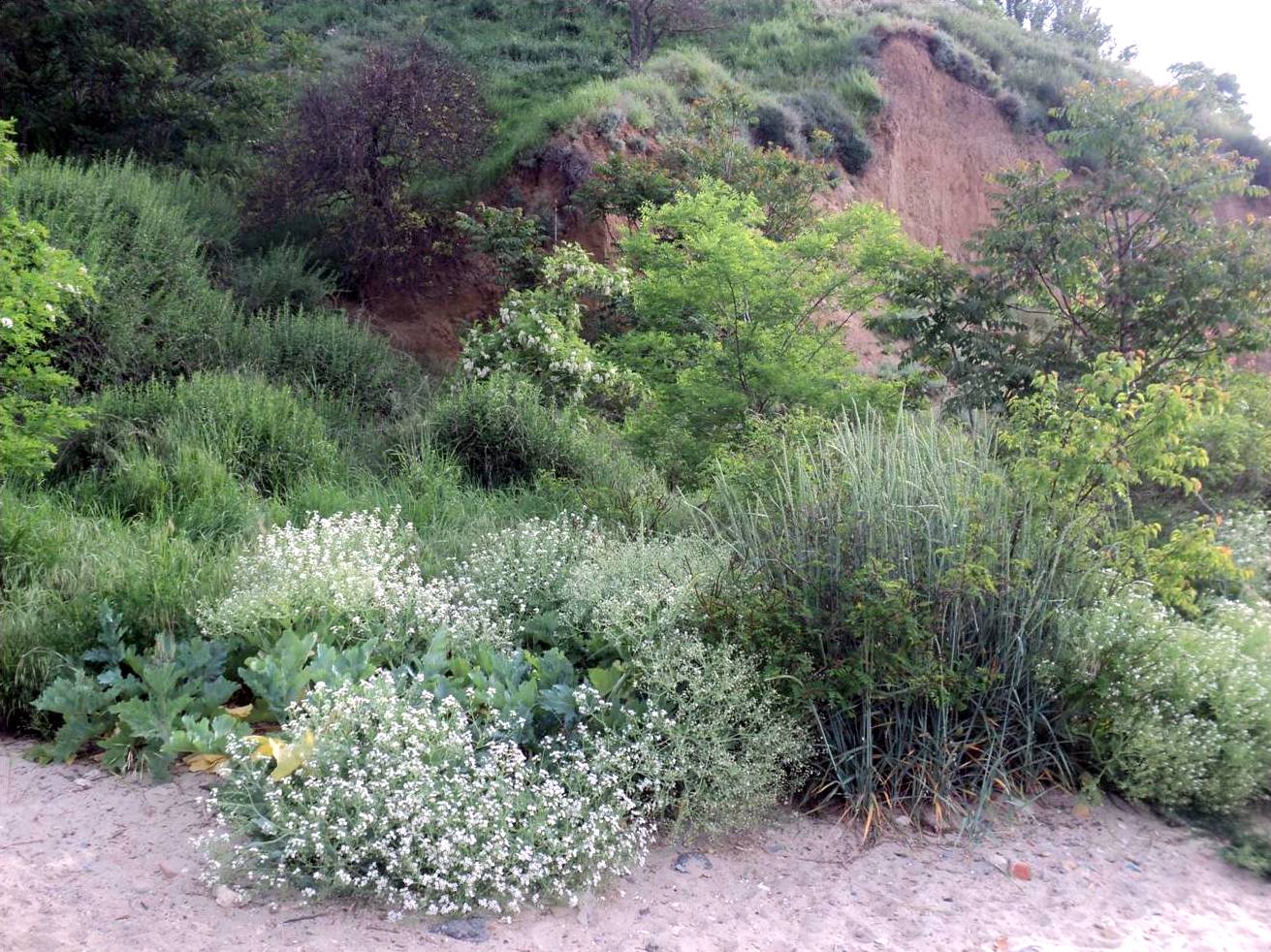 Изображение особи Crambe maritima.