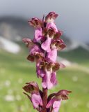 Orchis spitzelii. Верхушка соцветия. Адыгея, Фишт-Оштеновский массив, Гузерипльский перевал, ≈ 1900 м н.у.м., субальпийский луг. 28.06.2023.