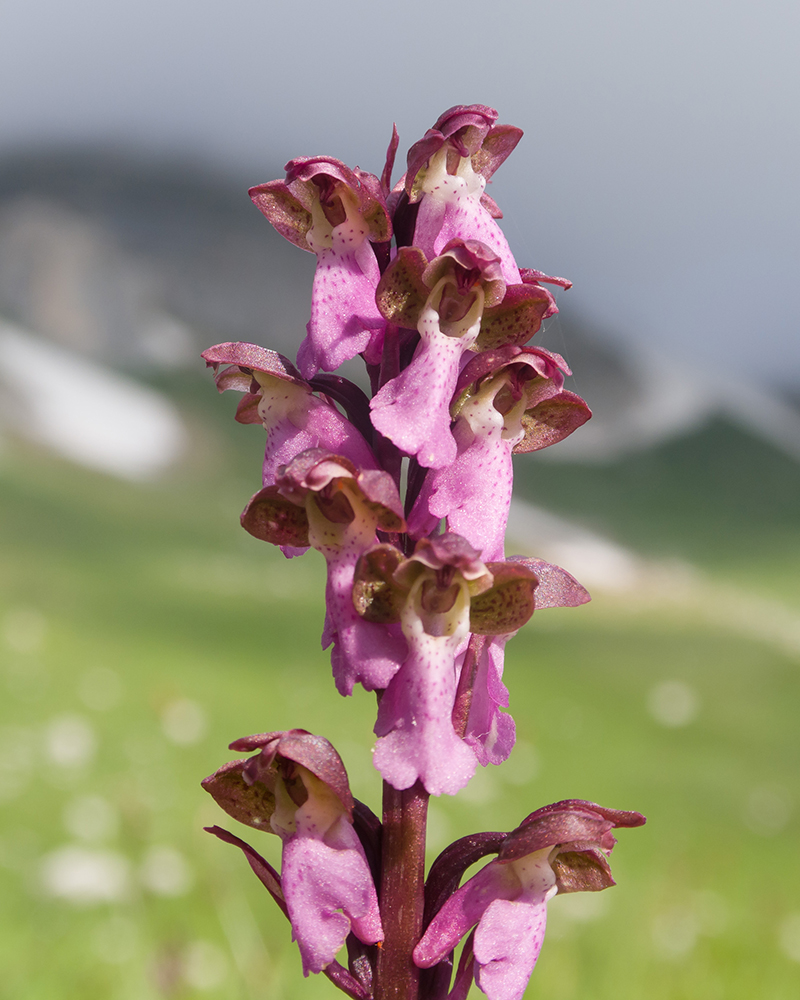 Изображение особи Orchis spitzelii.