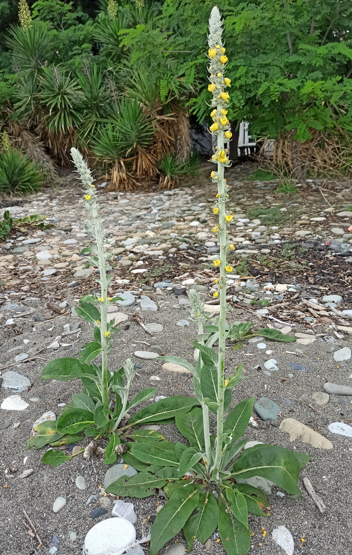 Image of Verbascum gnaphalodes specimen.