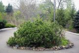 Pinus mugo