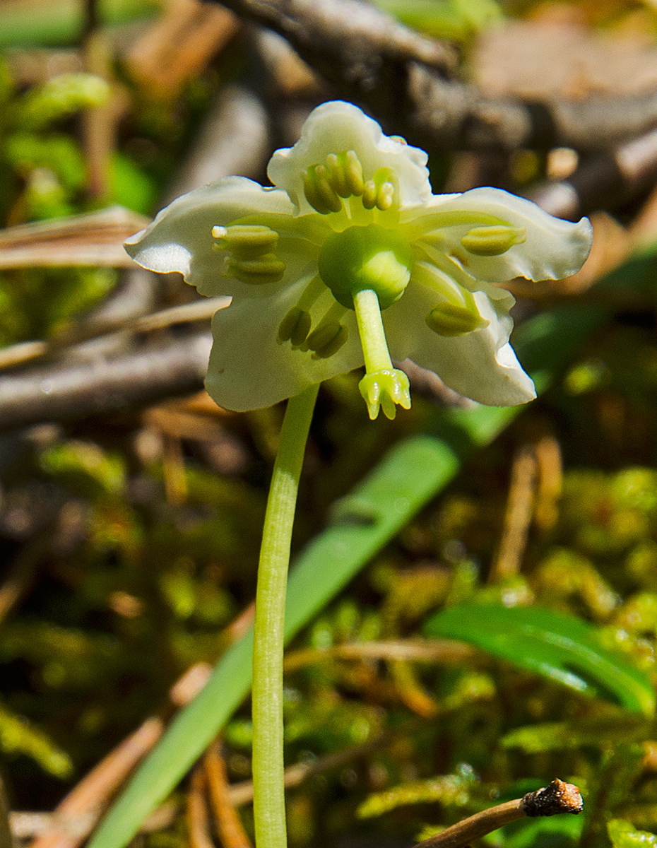 Image of Moneses uniflora specimen.