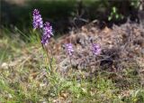 Dactylorhiza psychrophila. Цветущие растения. Мурманская обл., Кольский р-н; окраина мелколиственного леса, обочина старой заброшенной дороги. 11.07.2023.