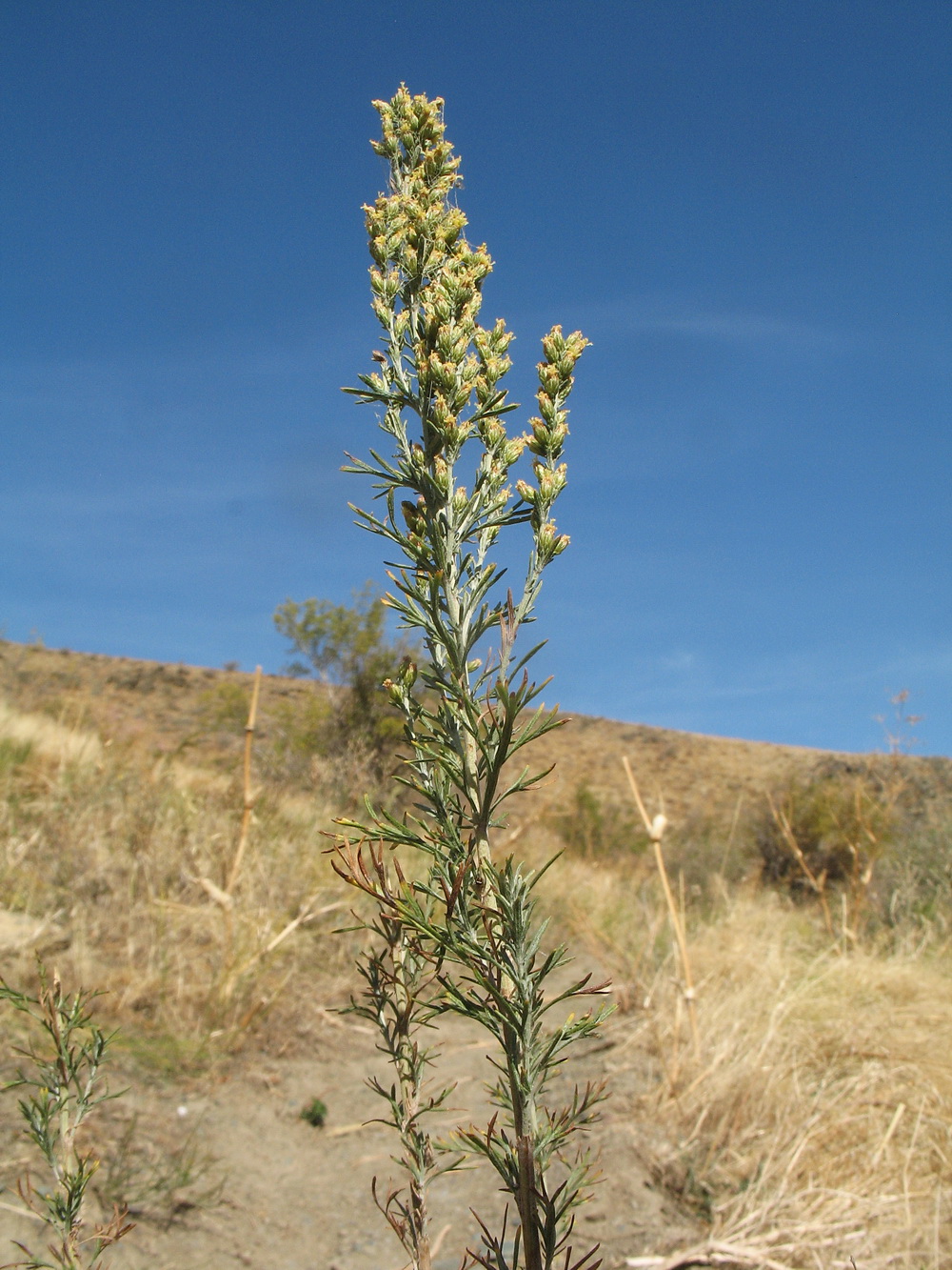 Изображение особи Artemisia karatavica.