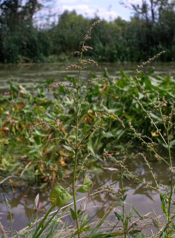 Image of Atriplex prostrata specimen.