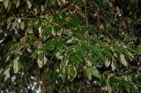 Quercus ilex