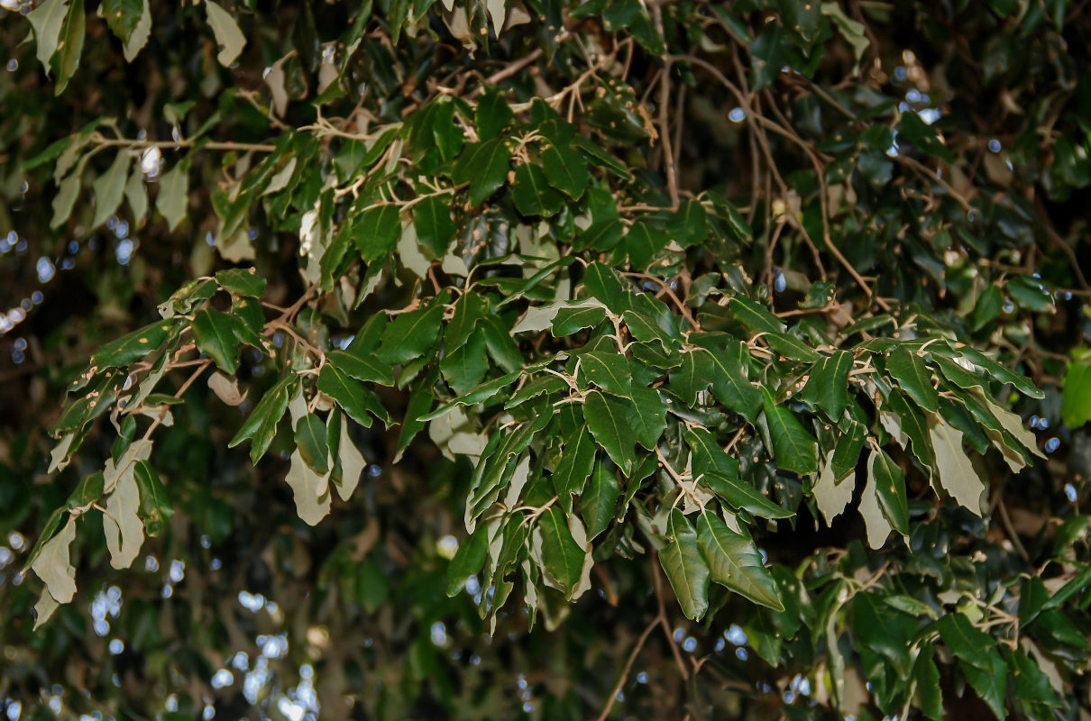 Image of Quercus ilex specimen.