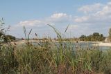 Typha laxmannii