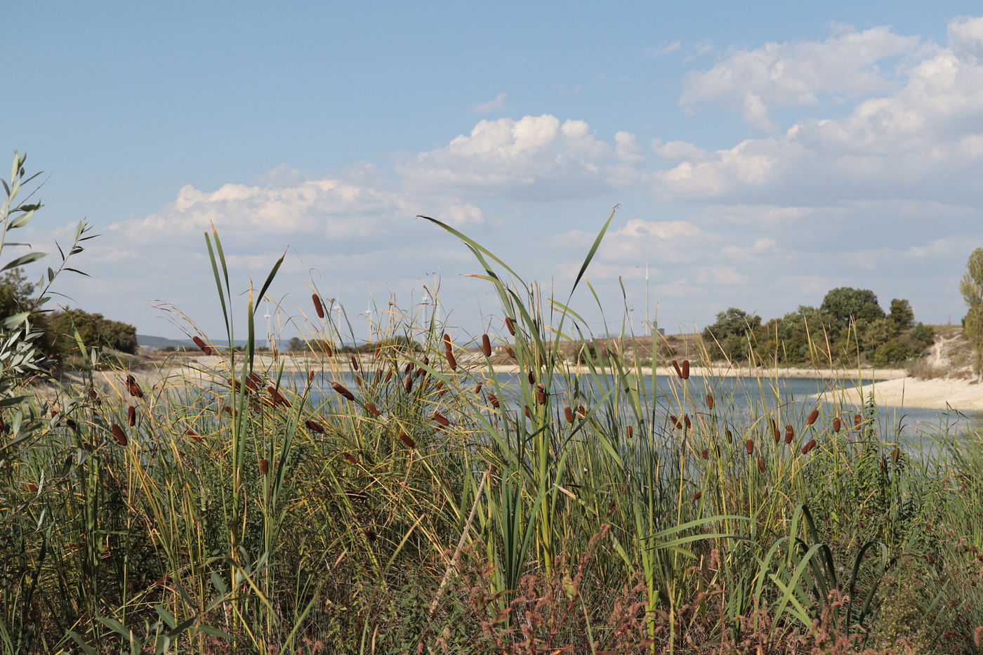 Image of Typha laxmannii specimen.