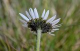 Richteria pyrethroides