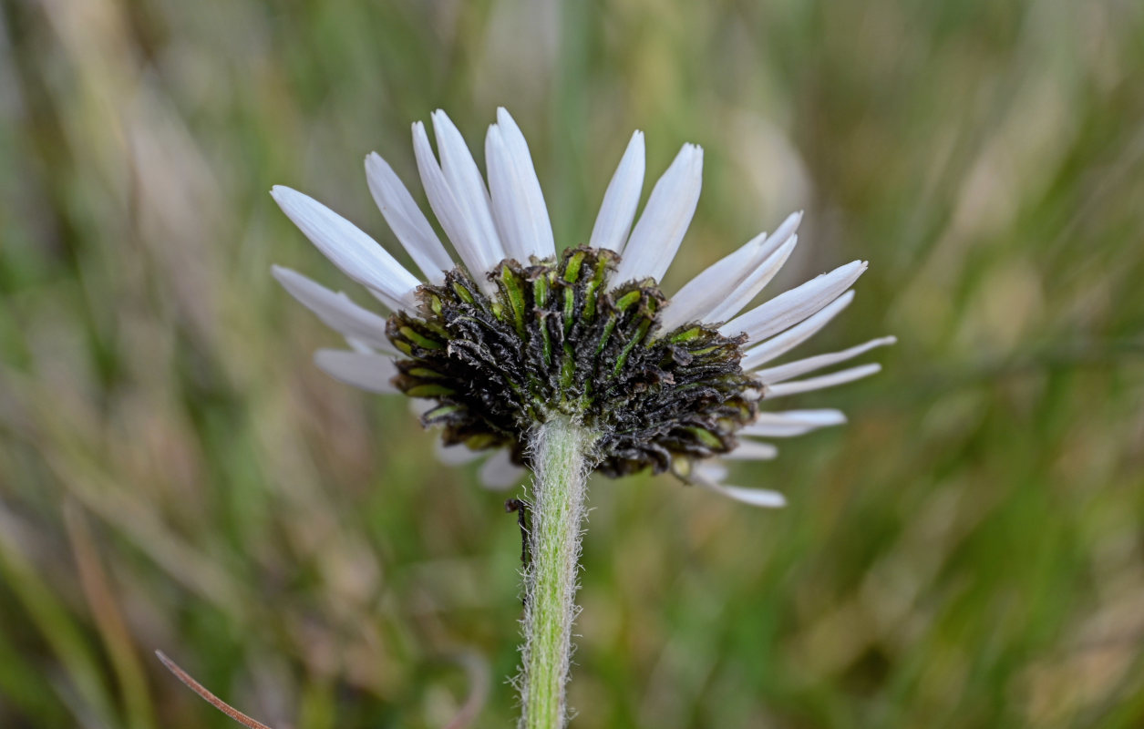 Image of Richteria pyrethroides specimen.