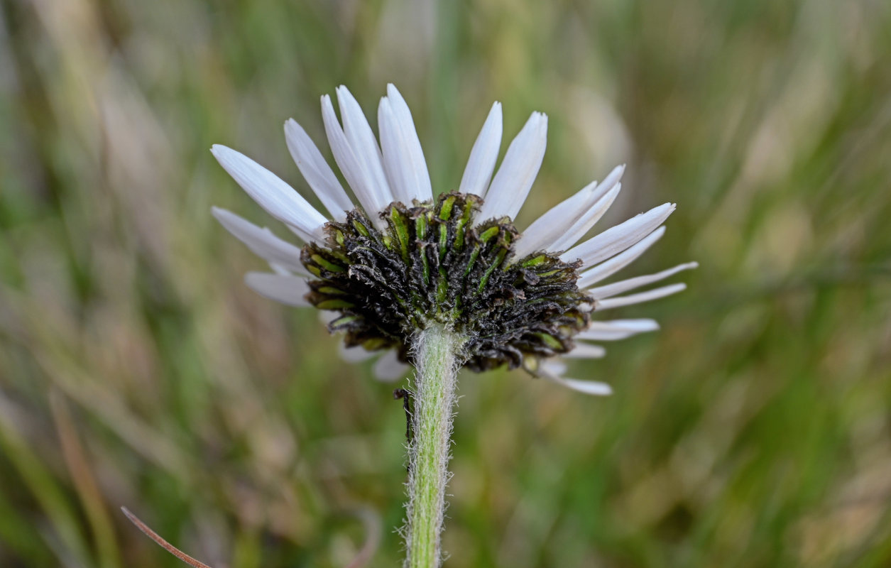 Изображение особи Richteria pyrethroides.