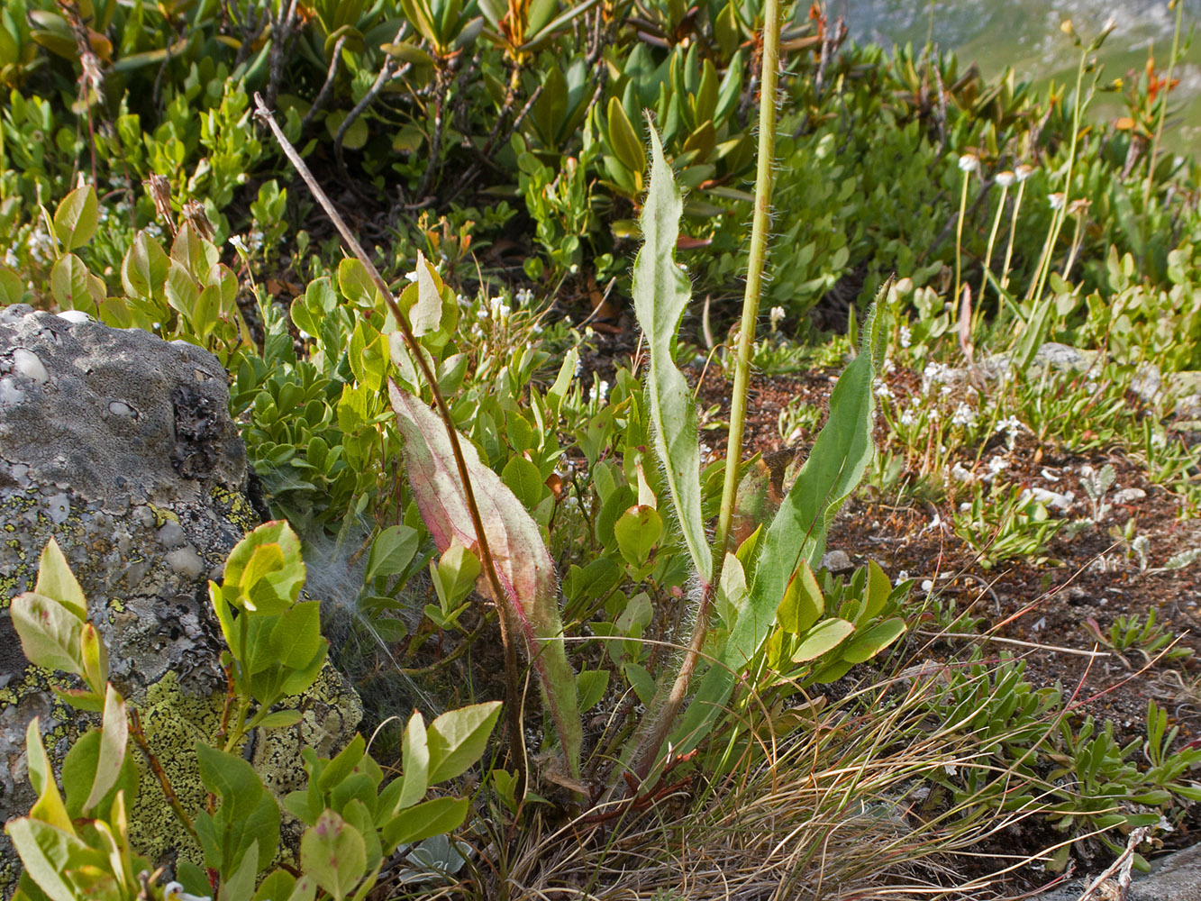 Image of genus Hieracium specimen.
